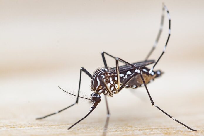 caso-raro-de-chikungunya-fora-de-zonas-tropicais-acende-alerta-global