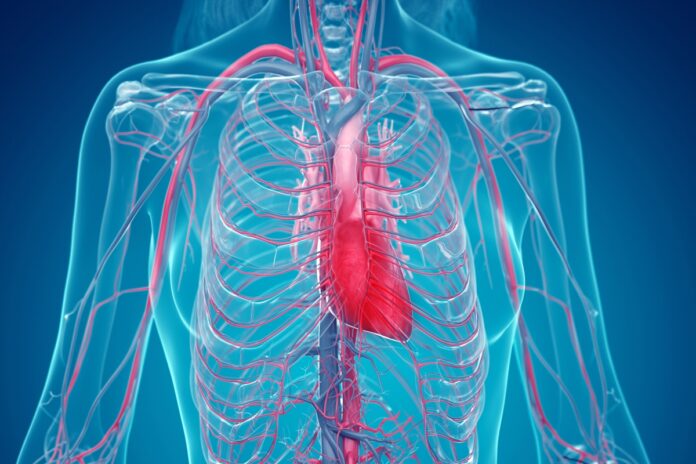 medica-vascular-ensina-6-dicas-para-melhorar-a-saude-das-arterias