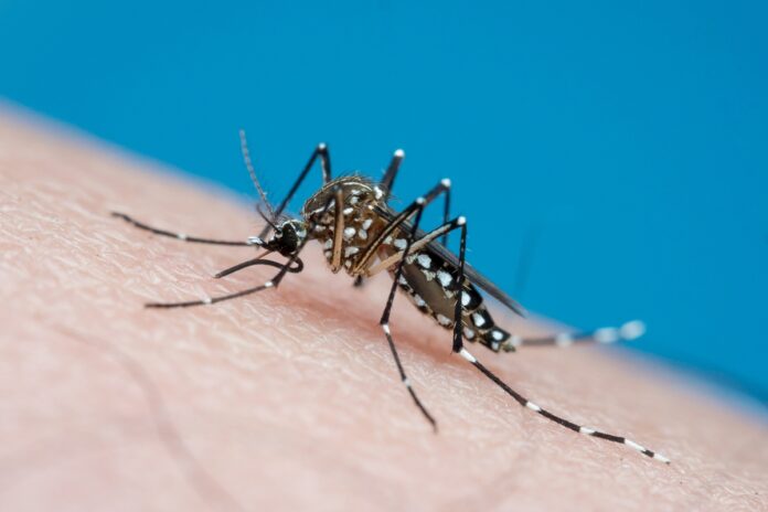 dengue:-mosquitos-estereis-sao-liberados-para-frear-a-reproducao
