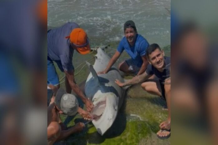 pescadores-sao-flagrados-tirando-tubaroes-da-agua-no-rn.-veja-video