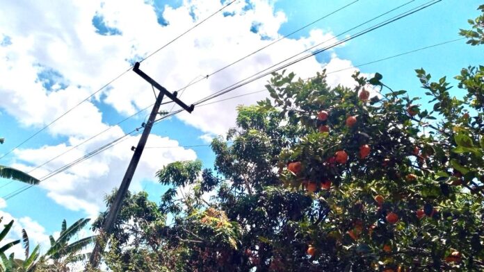 colher-frutas-perto-da-fiacao-eletrica-pode-causar-acidentes-graves
