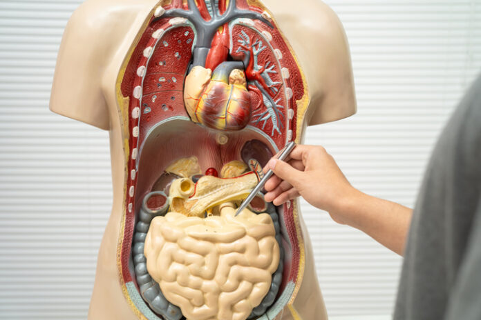 area-da-saude:-quais-profissionais-podem-seguir-a-carreira-de-professor?