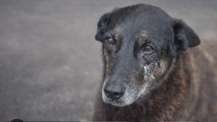 cao-orelha:-defesa-de-menores-vai-a-justica-contra-redes-e-famosos