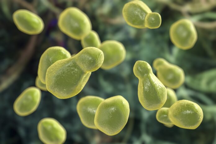 fungo-que-preocupa-oms-se-torna-mais-letal-em-pessoas-com-tuberculose