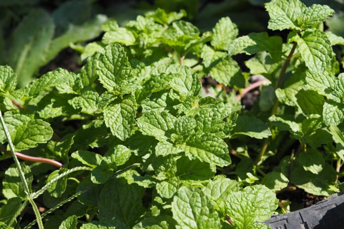 menta-pode-ativar-sensor-do-frio-ligado-a-dor-cronica,-revela-estudo