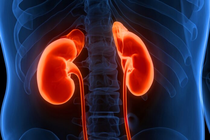 nefrologista-explica-como-excesso-de-proteina-pode-prejudicar-os-rins