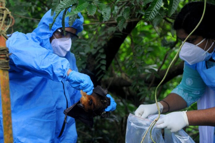 mosquitos-vacinados-podem-acabar-com-transmissao-de-virus-por-morcegos