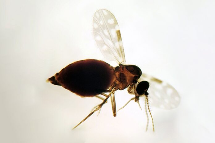 virus-oropouche-pode-ja-ter-infectado-5,5-milhoes-de-pessoas-no-brasil