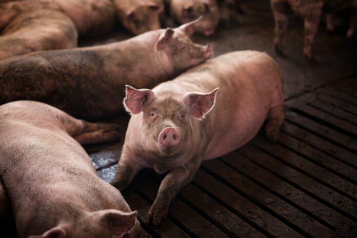 esofago-criado-em-laboratorio-funciona-em-teste-com-porcos