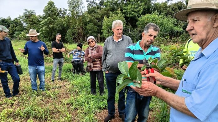 emater-df-promove-oficina-de-poda-em-frutiferas-e-destaca-tecnicas-que-garantem-maior-produtividade