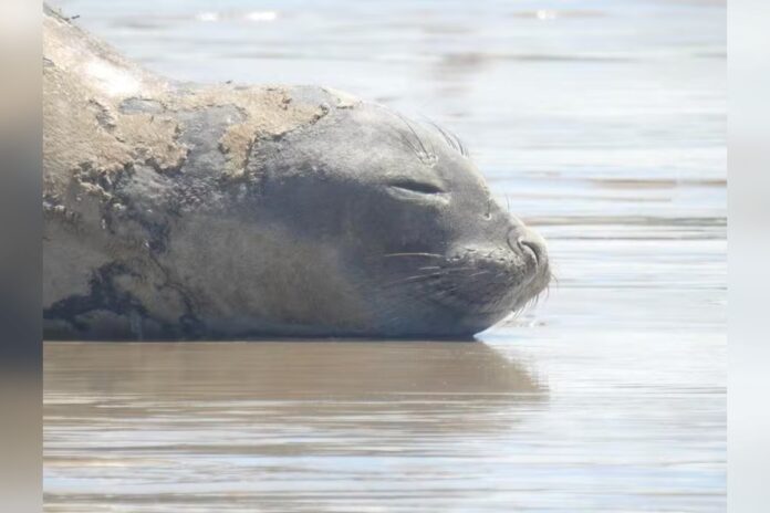 elefante-marinho-encontrado-morto-em-praia-de-alagoas-foi-espancado,-diz-laudo.-video