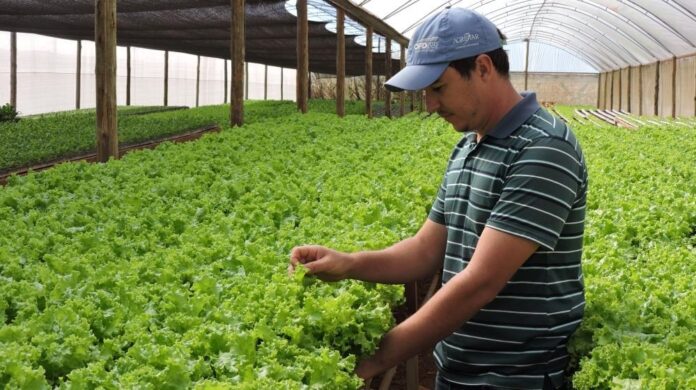 emater-df-divulga-relatorio-da-producao-agropecuaria-2025,-com-destaque-para-a-producao-de-alface-e-tomate-no-df