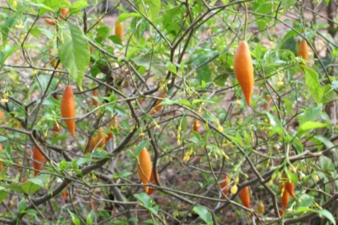 o-que-e-ibogaina,-psicodelico-liberado-para-pesquisa-por-trump