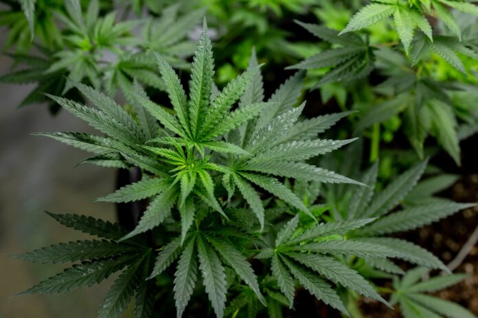 trump-reclassifica-maconha-como-substancia-menos-perigosa.-entenda