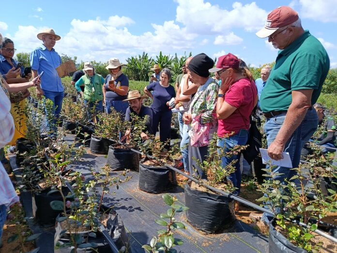 emater-df,-em-parceria-com-a-rota-da-fruticultura,-incentiva-cultivo-de-mirtilo-em-reuniao-tecnica