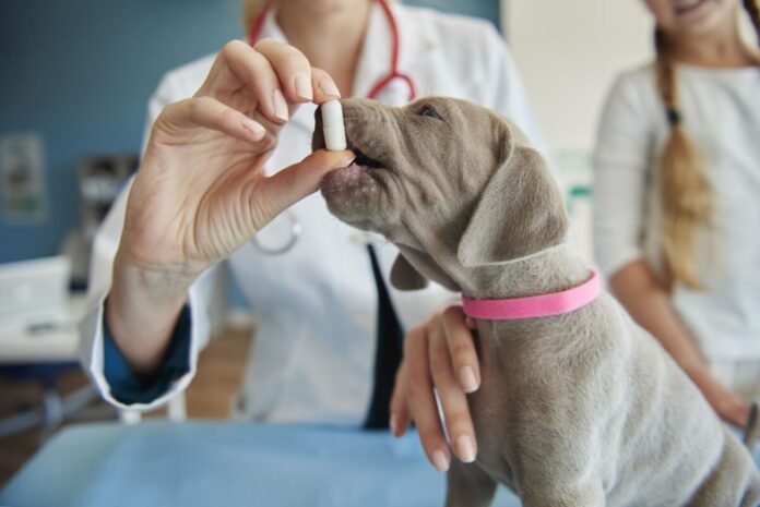 daniel-donizet-garante-farmacia-veterinaria-popular-no-df