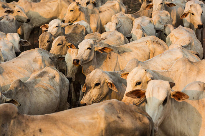 carnes-e-cafe-lideram-crescimento-da-agropecuaria-paulista-em-2025