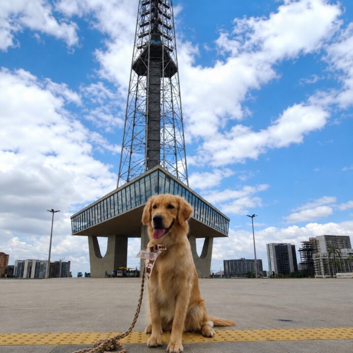 brasilia-pet-friendly:-onde-levar-seu-animal-no-df-e-onde-encontrar-parcaes-nas-regioes-administrativas