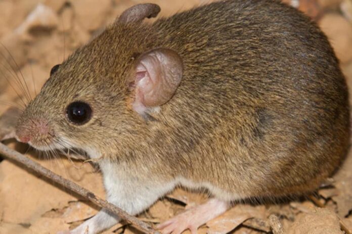 mudancas-climaticas-podem-aumentar-surtos-de-hantavirus,-diz-estudo