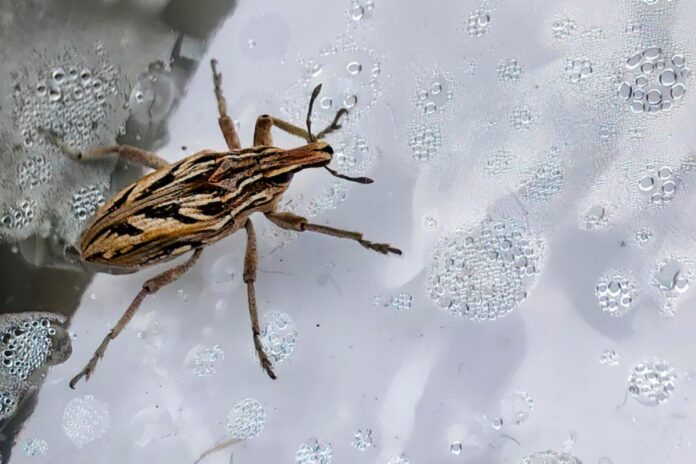 doenca-de-chagas:-aprenda-a-reconhecer-o-barbeiro-e-como-se-proteger