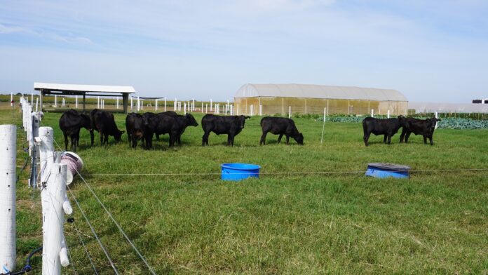 circuito-da-bovinocultura-na-agrobrasilia-tem-foco-na-producao-de-carne