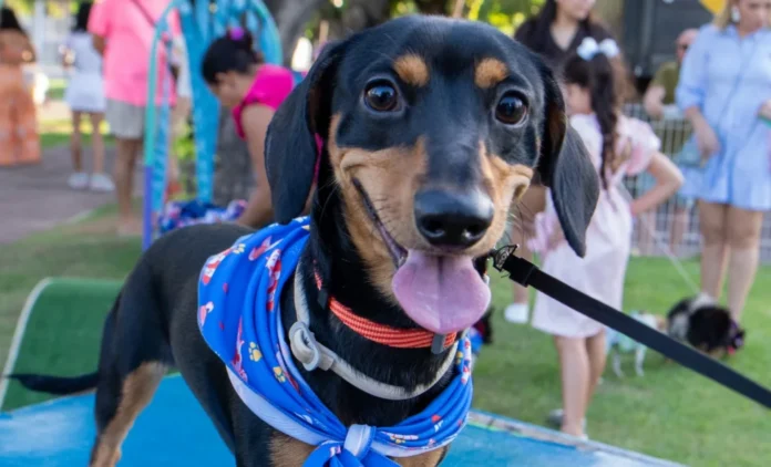 taguaparque-recebe-acao-“pet-na-comunidade”-com-vacinacao,-atendimento-veterinario-e-servicos-gratuitos