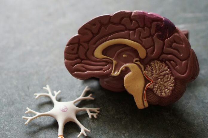 molecula-experimental-“reativa”-a-defesa-do-cerebro-contra-alzheimer