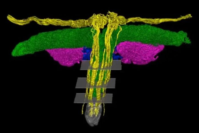 pesquisa-em-modelo-3d-revela-a-complexa-rede-de-nervos-do-clitoris