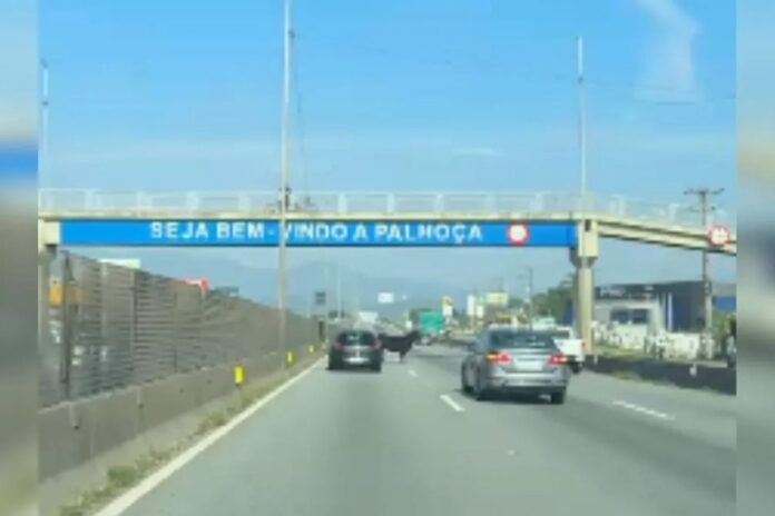 boi-invade-rodovia,-causa-confusao-e-mobiliza-motoristas-em-sc