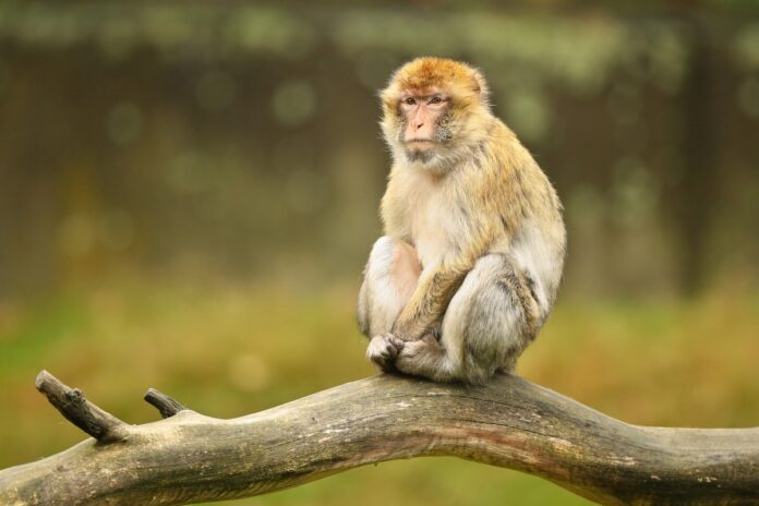 menino-morre-apos-ser-atacado-por-macaco-criado-pela-propria-familia
