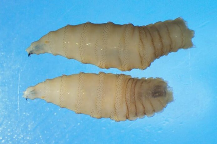 mosca-que-devora-tecido-vivo-e-encontrada-em-gado-nos-eua