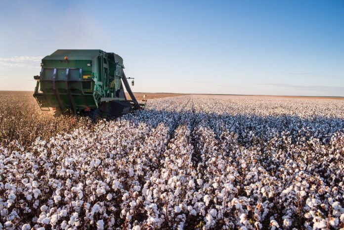 brasil-ja-“venceu”-eua-em-disputa-na-omc.-relembre-o-caso-do-algodao