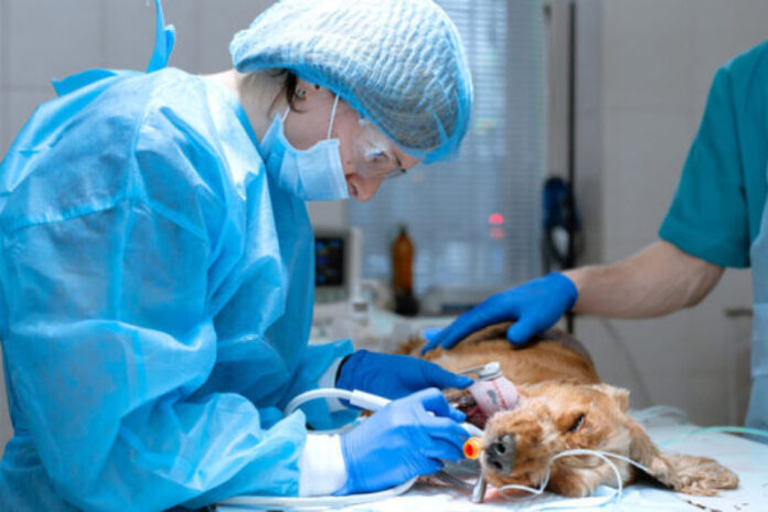 castracao-gratuita:-agenda-df-abre-mais-de-mil-vagas-para-caes-e-gatos