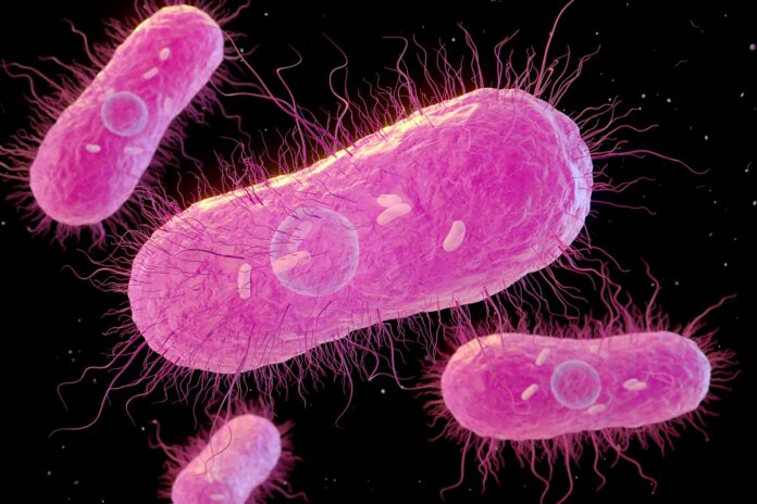 infeccao-por-salmonella-pode-causar-intoxicacao-grave-e-ate-a-morte