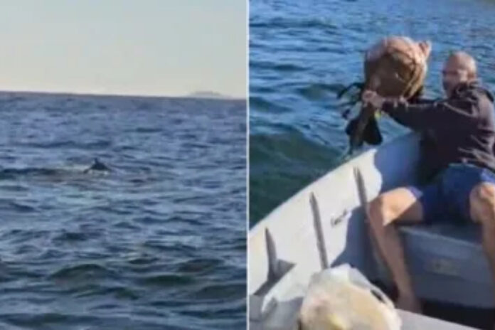 baleia-jubarte-fica-presa-em-rede-de-pesca-e-“pede-ajuda”-em-niteroi
