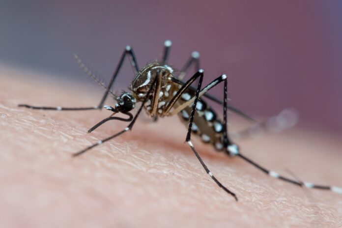 mosquito-da-dengue-aprende-a-ignorar-repelente,-sugere-nova-pesquisa