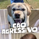 abandono-animal-no-brasil:-a-dor-silenciosa-que-podemos-evitar-|-planalto-news