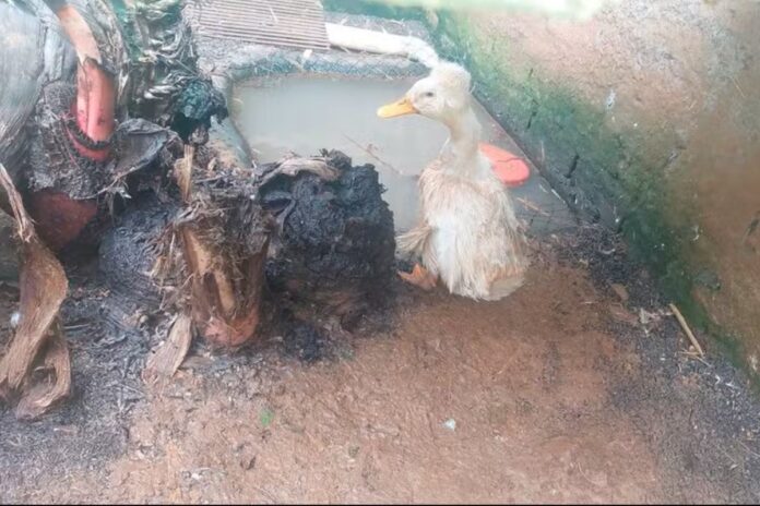 zoo-clandestino-interditado-diz-que-tratava-animais-com-“carinho”
