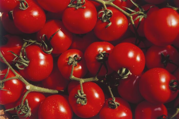 substancia-presente-no-tomate-pode-proteger-o-cerebro,-sugere-estudo