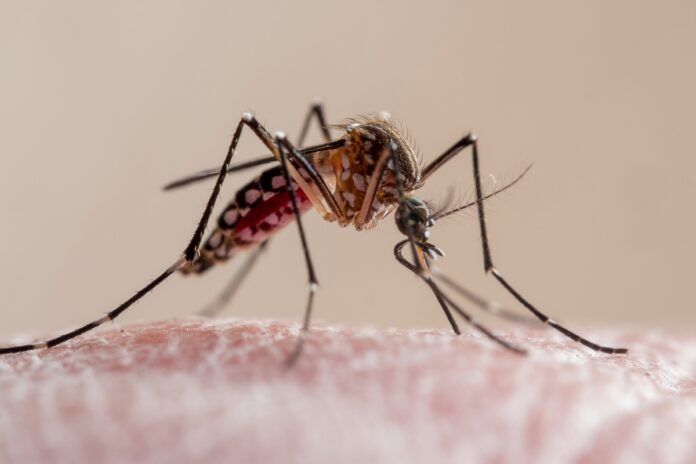 mosquitos-sao-mais-atraidos-por-odores-masculinos-e-bacterias-da-pele