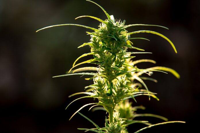 composto-da-cannabis-e-eficaz-no-tratamento-do-estresse-pos-traumatico