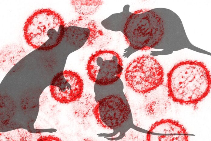 franca-monitora-caso-importado-de-turista-com-hantavirus-da-cepa-andes