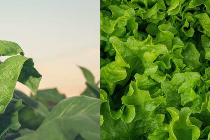 cientistas-usam-alface-e-tabaco-para-criar-carne-a-base-de-plantas