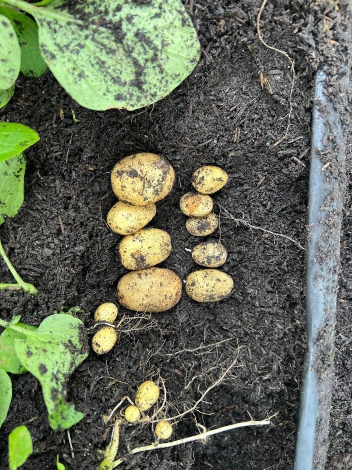 dieta-rica-em-batata-pode-ter-moldado-dna-de-povos-indigenas-andinos