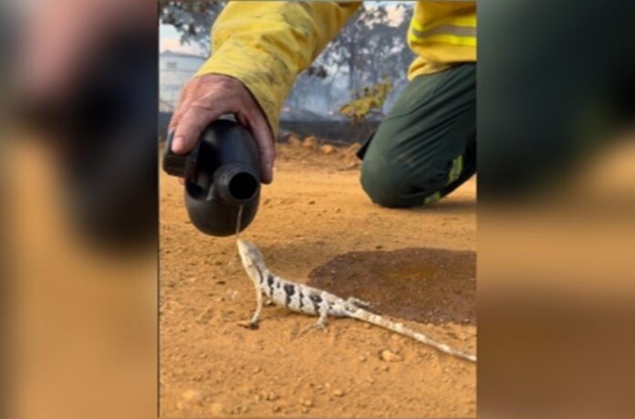 brigadista-viraliza-ao-dar-agua-para-largarto-que-fugia-do-fogo-em-go