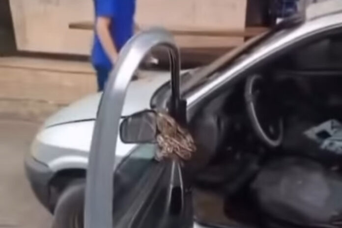cobra-presa-em-capo-de-carro-assusta-motorista-no-rj