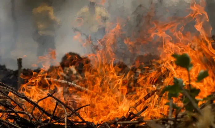 incendios-no-df:-saiba-quem-acionar-ao-identificar-fogo-em-areas-de-vegetacao