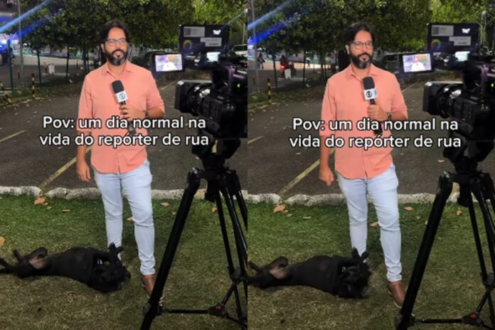 reporter-e-surpreendido-por-cachorro-durante-entrada-ao-vivo.-veja