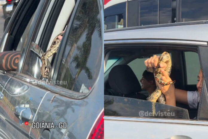 jiboia-e-flagrada-“passeando”-de-carro-durante-transito-em-goiania