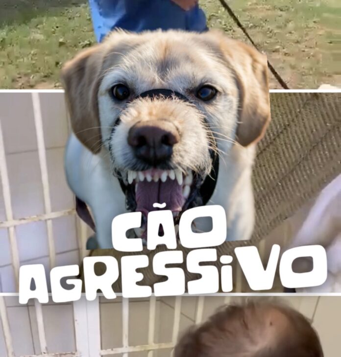 abandono-animal-no-brasil:-a-dor-silenciosa-que-podemos-evitar-|-planalto-news
